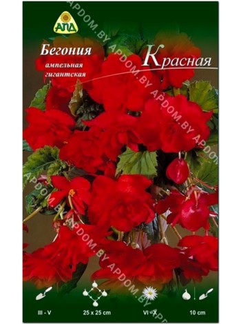 Бегония ампельная гигантская Красная (Begonia pendula giant)