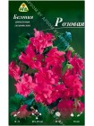 Бегония ампельная гигантская Розовая (Begonia pendula giant)