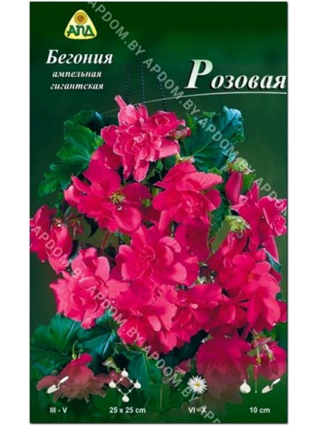 Бегония ампельная гигантская Розовая (Begonia pendula giant)