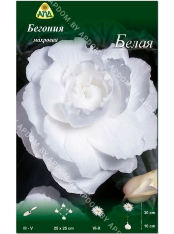 Бегония махровая Белая (Begonia tuberosa)