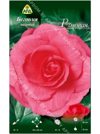 Бегония махровая Розовая (Begonia tuberosa)