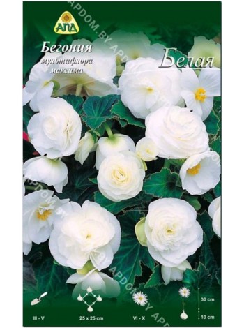 Бегония мультифлора максима Белая (Begonia multiflora maxima)