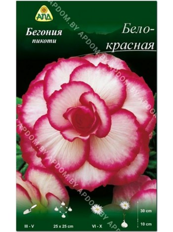 Бегония пикоти Бело-красная (Begonia picotee)