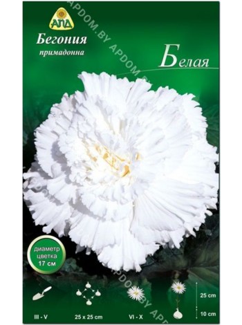 Бегония примадонна белая (Begonia Prima Donna)