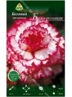 Бегония примадонна бело-розовая (Begonia Prima Donna)
