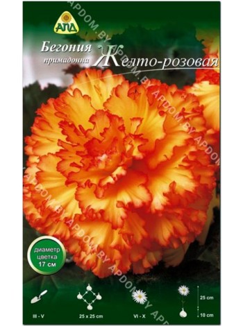 Бегония примадонна желто-розовая (Begonia Prima Donna)