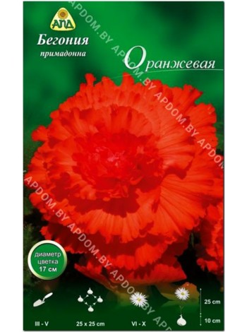 Бегония примадонна оранжевая (Begonia Prima Donna)