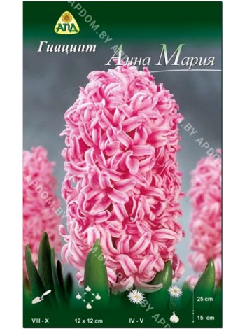 Гиацинт Анна Мария (Hyacinthus Anna Marie)