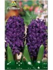 Гиацинт Блю Джекет (Hyacinthus Blue Jacket)