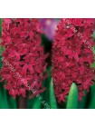 Гиацинт Вудсток (Hyacinthus Woodstock)