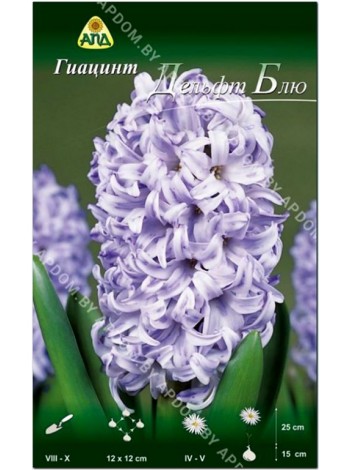 Гиацинт Дельфт Блю (Hyacinthus Delft Blue)