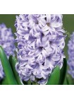 Гиацинт Дельфт Блю (Hyacinthus Delft Blue)