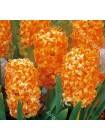 Гиацинт Джипси Квин (Hyacinthus Gipsy Queen)