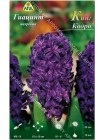 Гиацинт Кинг Кодро (Hyacinthus King Codro)