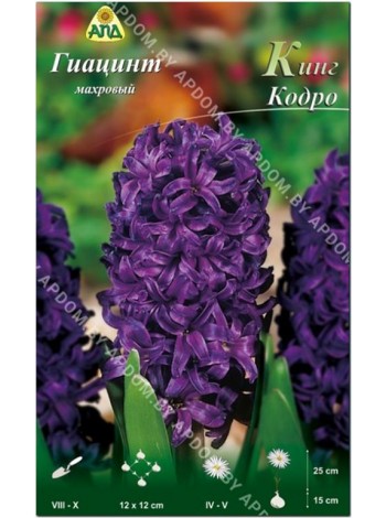 Гиацинт Кинг Кодро (Hyacinthus King Codro)