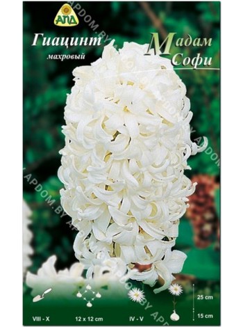 Гиацинт Мадам Софи (Hyacinthus Madame Sophie)
