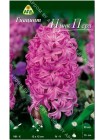 Гиацинт Пинк Перл (Hyacinthus Pink Pearl)