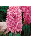 Гиацинт Пинк Роял (Hyacinthus Pink Royal)