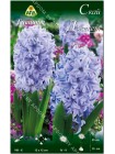Гиацинт Скай Джекет (Hyacinthus Sky Jacket)