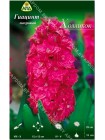 Гиацинт Холлихок (Hyacinthus Hollyhock)
