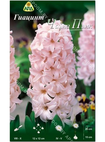 Гиацинт Чайна Пинк (Hyacinthus China Pink)