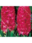 Гиацинт Ян Босс (Hyacinthus Jan Boss)