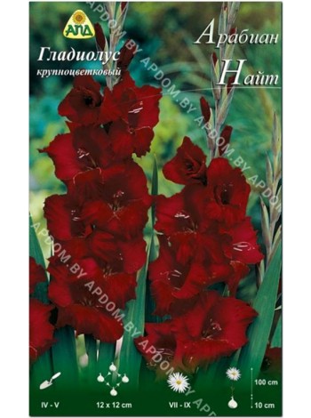 Гладиолус Арабиан Найт (Gladiolus Arabian Night)