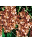 Гладиолус Баккако (Gladiolus Buccaco)