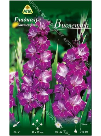Гладиолус Виолетта (Gladiolus Violetta)