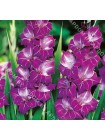 Гладиолус Виолетта (Gladiolus Violetta)