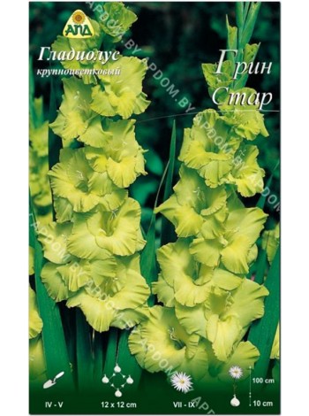 Гладиолус Грин Стар (Gladiolus Green Star)