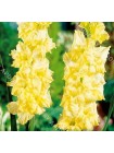 Гладиолус Монинг Голд (Gladiolus Morning Gold)