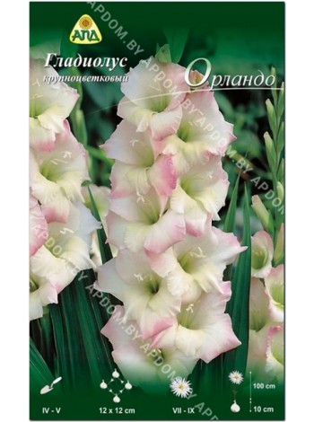 Гладиолус Орландо (Gladiolus Orlando)