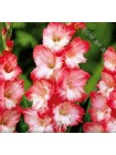 Гладиолус Пинк Леди (Gladiolus Pink Lady)