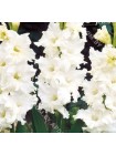 Гладиолус Сноуи Фризл (Gladiolus Snowy Frizzles)