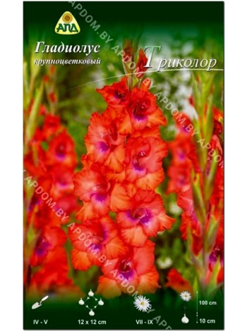 Гладиолус Триколор (Gladiolus Tricolor)