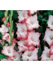 Гладиолус Хеопс (Gladiolus Cheops)