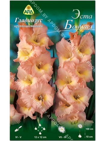 Гладиолус Эста Бонита (Gladiolus Esta Bonita)
