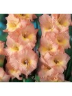 Гладиолус Эста Бонита (Gladiolus Esta Bonita)