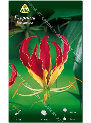 Глориоза Ротшильда (Gloriosa rothschildiana)