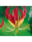 Глориоза Ротшильда (Gloriosa rothschildiana)