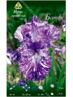 Ирис германский Батик (Iris germanica Batik)