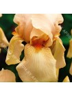 Ирис германский Нель Джейп (Iris germanica Nel Jape)