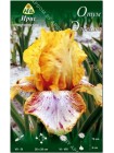 Ирис германский Отум Элеганс (Iris germanica Autumn Elegance)