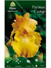 Ирис германский Растик Седар (Iris germanica Rustic Cedar)