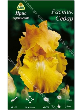 Ирис германский Растик Седар (Iris germanica Rustic Cedar)