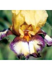 Ирис германский Эгрэссивли Форвард (Iris germanica Aggressively Forward)