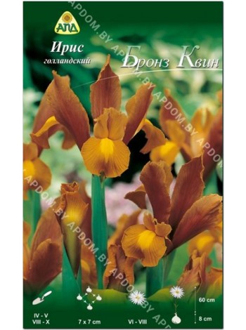 Ирис голландский Бронз Квин (Iris hollandica Bronze Queen)