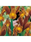 Ирис голландский Бронз Квин (Iris hollandica Bronze Queen)