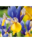 Ирис голландский Романо (Iris hollandica Romano)